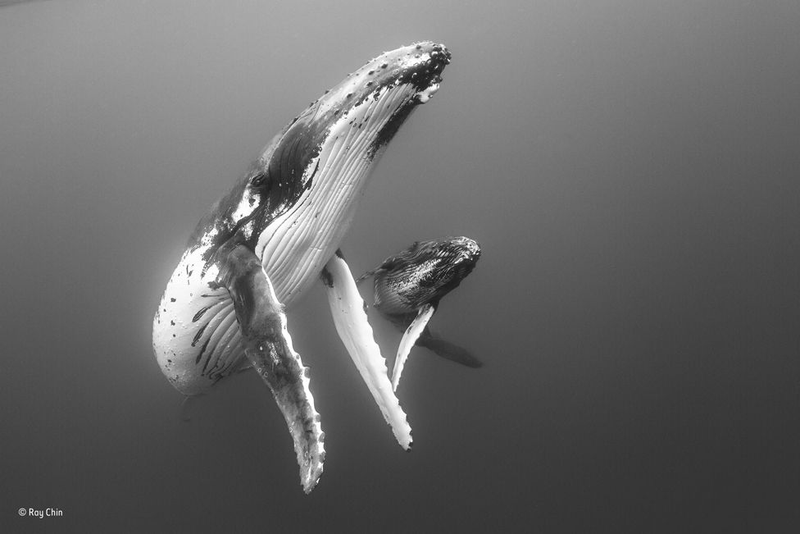 Image: Wildlife Photographer of the Year / Ray Chin